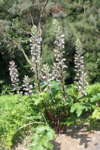Acanthus Mollis Plant